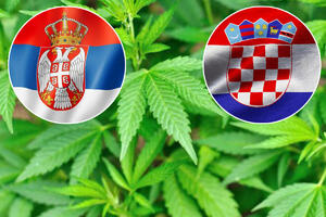 NARKO BRATSTVO I JEDNSTVO: Uzgajivač marihuane angažovao Srbe i Hrvate da mu pomognu, ali do prodaje nije došlo zvog ovoga!
