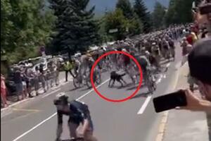 PAS NAPRAVIO OPŠTI HAOS NA TUR DE FRANSU: Ušao među bicikliste oni NAGLO KOČILI da ga ne udare, jedan je ozbiljnije povređen VIDEO