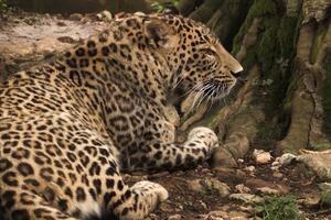 DRUGI NESVAKIDAŠNJI INCIDENT U PALIĆKOM ZOO-VRTU: Mužjak persijskog leoparda usmrtio ženku naočigled posetilaca
