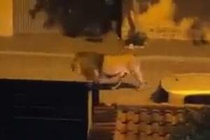 DRAMA U RIMU! Lav pobegao iz cirkusa, policija ga lovi: Građani upozoreni da ne izlaze, ZVER SNIMLJENA KAKO ŠETA (VIDEO/FOTO)